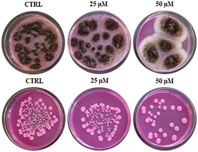 Antimicrobial activity, membrane interaction and structural features of short arginine-rich antimicrobial peptides